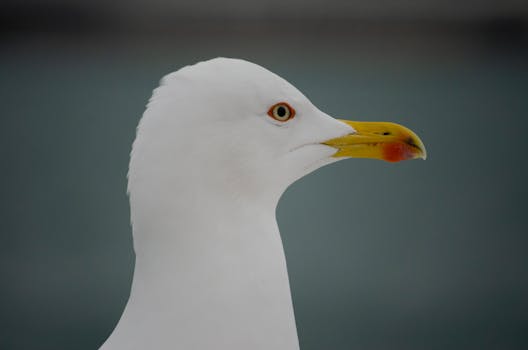 A detailed close-up of a seagull with a sharp focus and blurred background.
