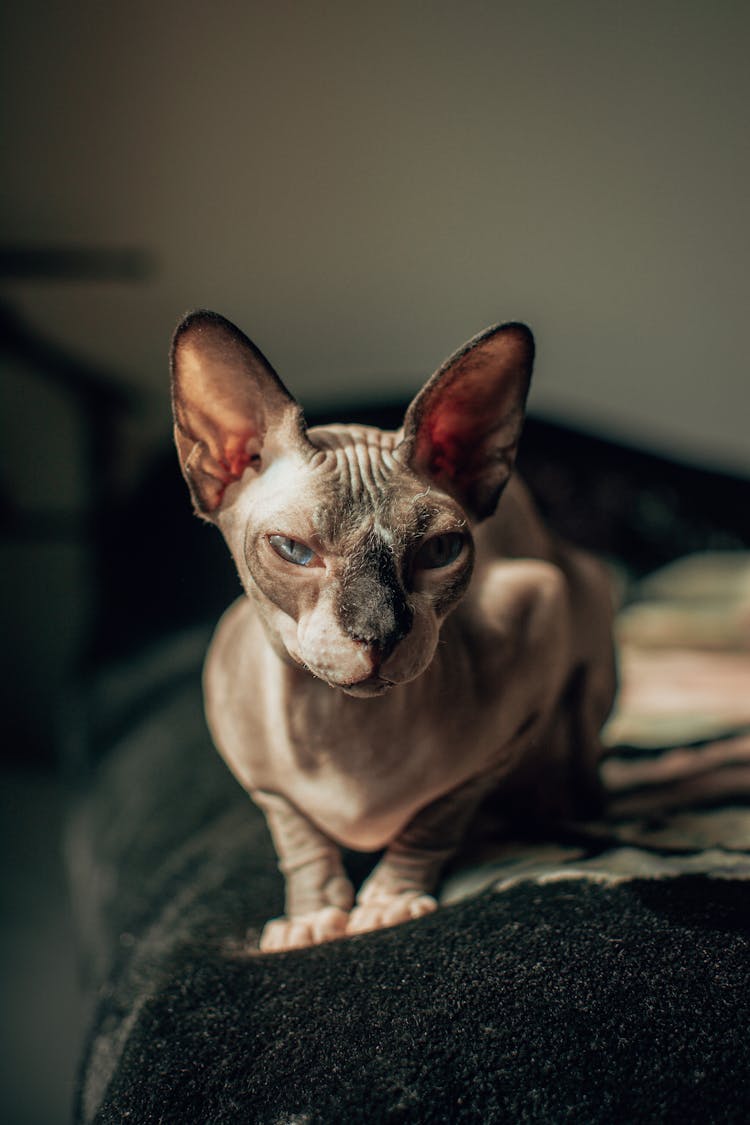 Close Up Shot Of A Hairless Cat