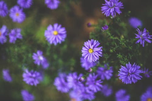Free Purple flowers Stock Photo
