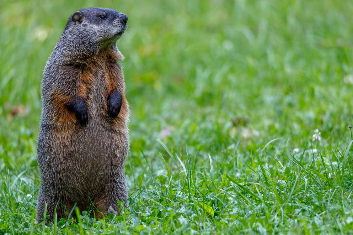 Brown Rodent on Green Grass