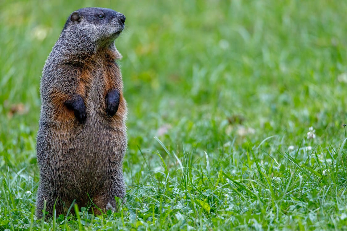 Free Photo of Groundhog on Grass Stock Photo