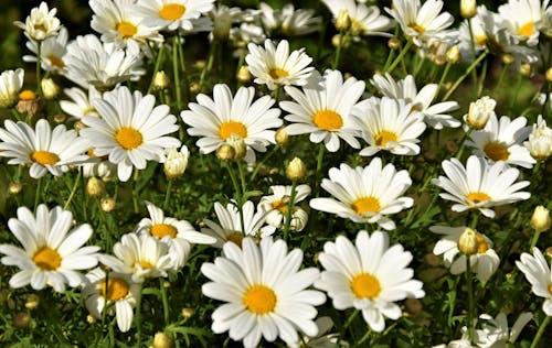 bitki örtüsü, bitkiler, çiçek içeren Ücretsiz stok fotoğraf