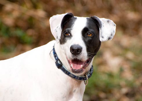 English Pointer image image_5