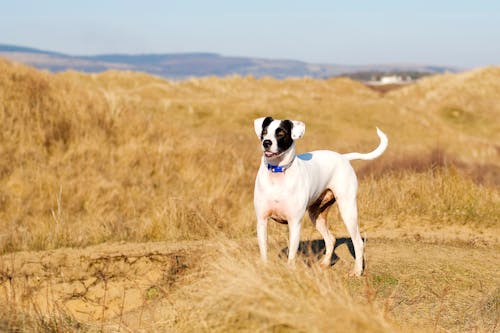 Kostenloses Stock Foto zu feld, hund, hündisch