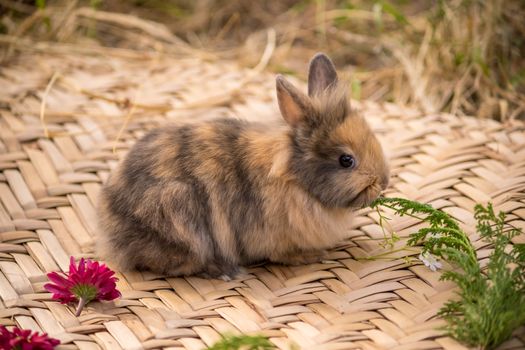 rabbit photo
