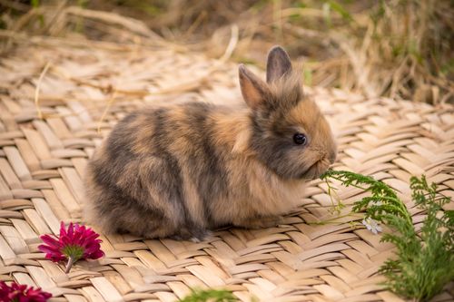 Free Adorable fluffy rabbit nibbling on ferns on a woven mat, showcasing natural beauty. Stock Photo