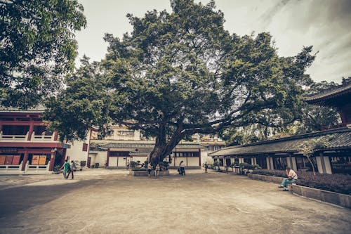 Green Trees Near the Building