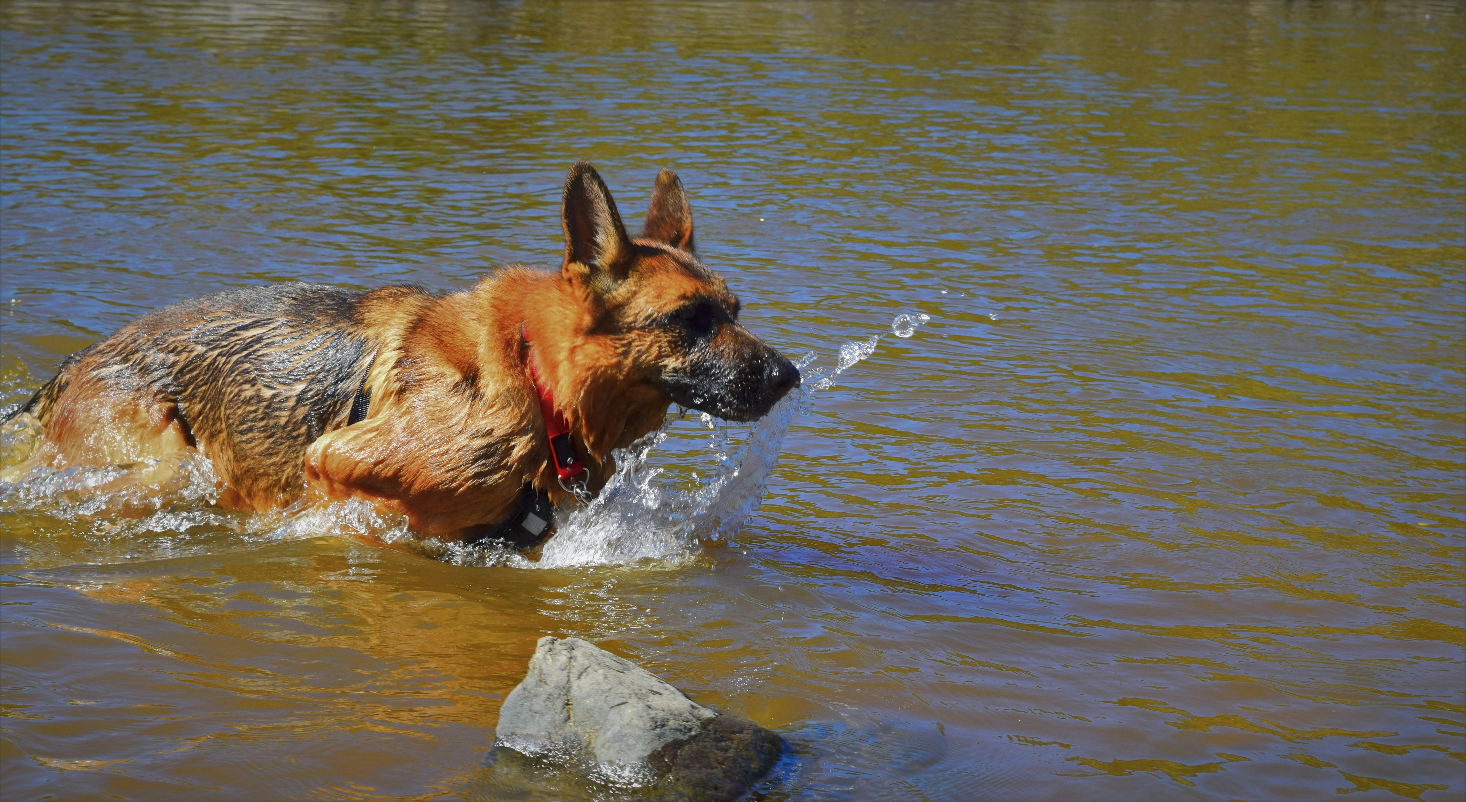 Free stock photo of dog, german shepherd dog, water dog