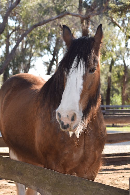 Gratis arkivbilde med clydesdale hest