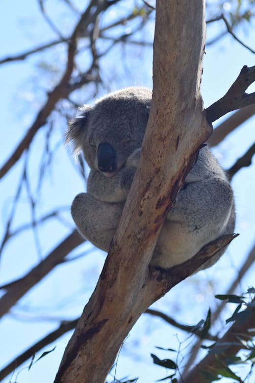 Gratis arkivbilde med koala