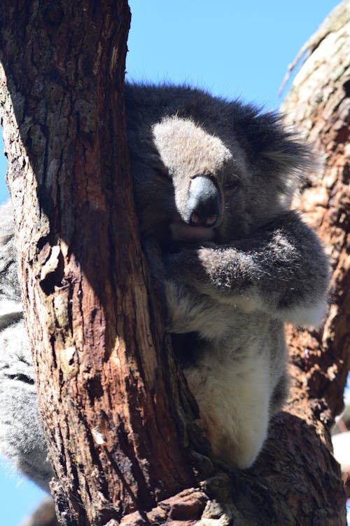 Gratis arkivbilde med koala, koala bjørn