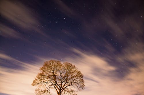 Free Green Tree Under the Starry Night Sky Stock Photo