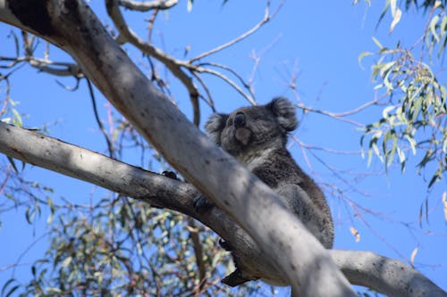 Free stock photo of koala Stock Photo