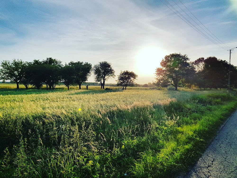 Champ D'herbe Et Arbres