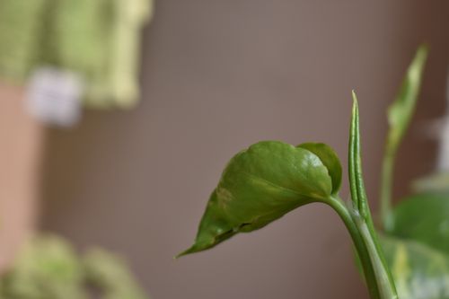 Free stock photo of bud, bud burst, greenery Stock Photo