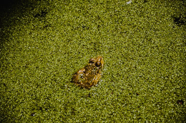 Toad Sitting In Green Swamp