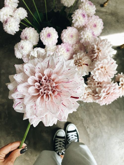 Free Pink dahlia flower in hand with sneakers visible, showcasing delicate petals and vibrant blooms. Stock Photo