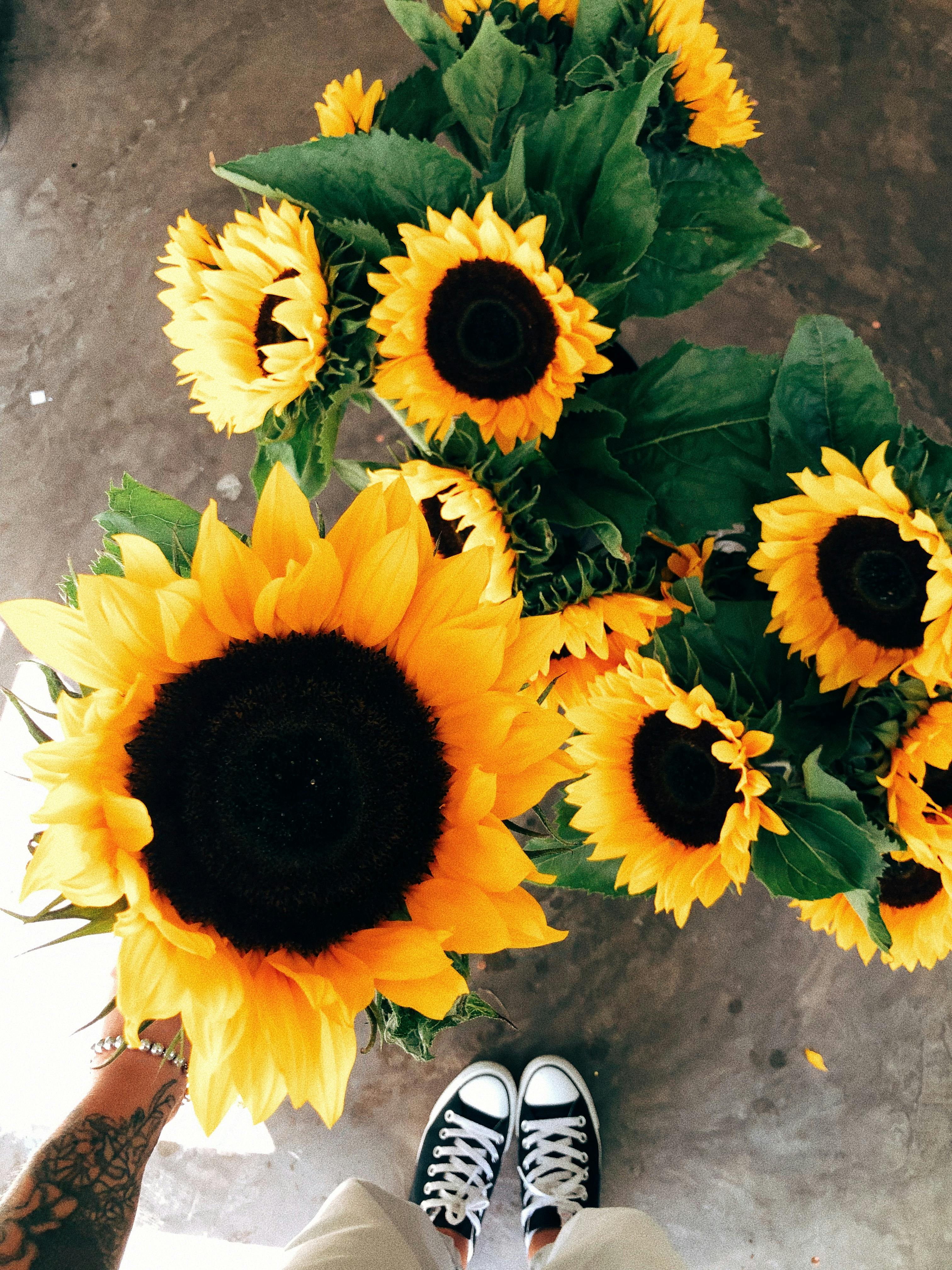 A vibrant collection of sunflowers viewed from above, set on a rustic background, perfect for summer themes.