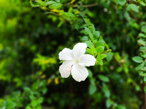 คลังภาพถ่ายฟรี ของ ขาว, ชบา, ดอกไม้