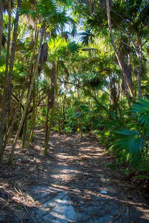 Pathway Through A Tropical Forest
