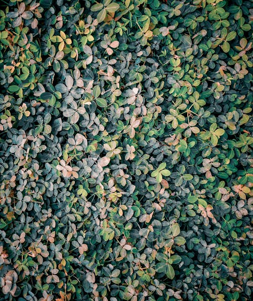 Close-Up Shot of Green Leaves