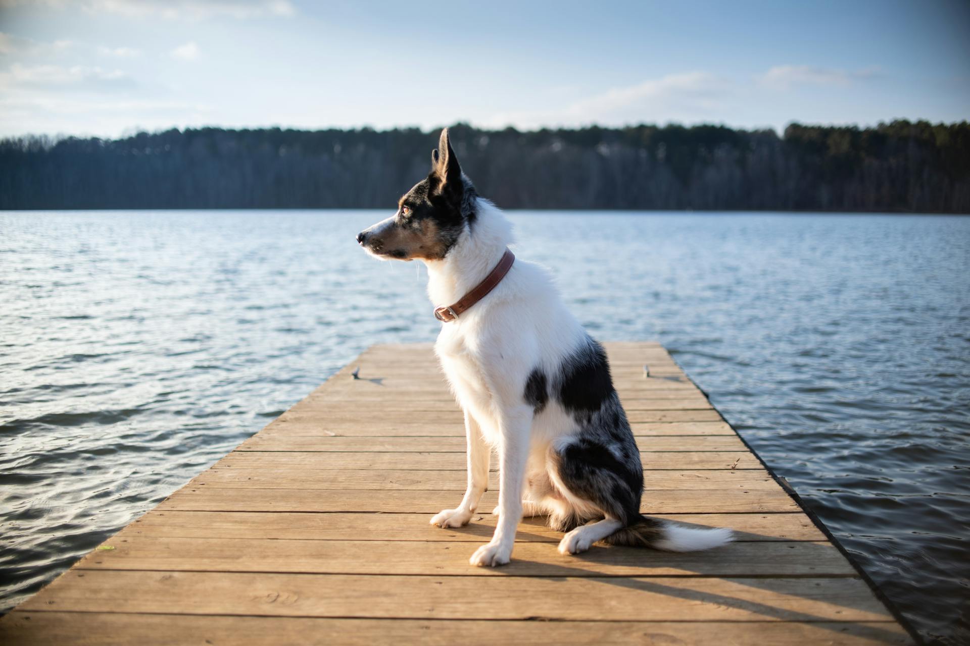 A Border Collie Sitting on a Wooden Dock