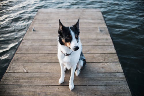 Free Close-Up Shot of a Border Collie Sitting on a Wooden Dock Stock Photo