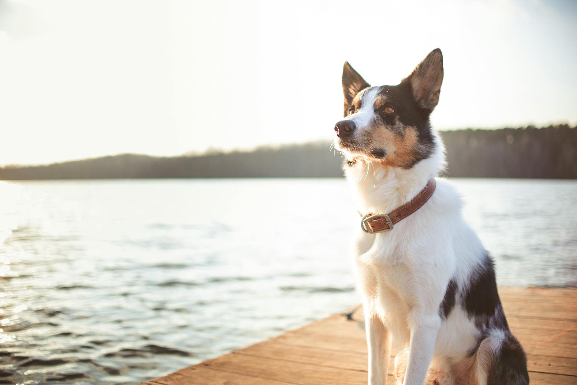 Close-Up Photo of a Dog Sitting on the Dock