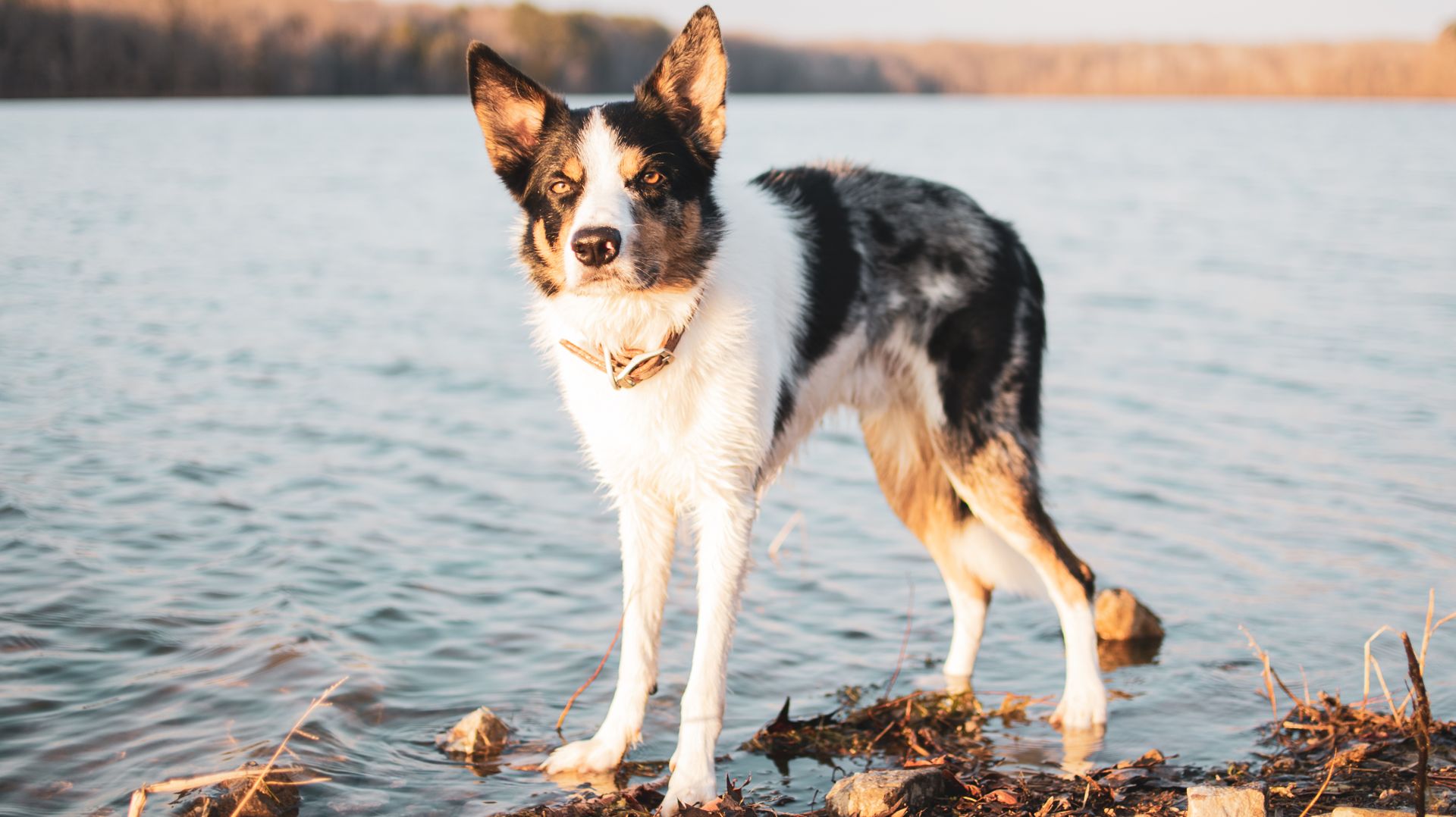 Close-Up Shot of a Border Collie Standing near the Lake