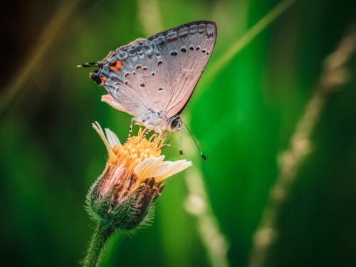 Close-Up Shot of a Butterfly Perched on a Flower