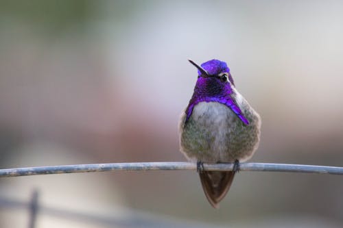 Close-Up Shot of a Hummingbird Perched on a Metal Rod