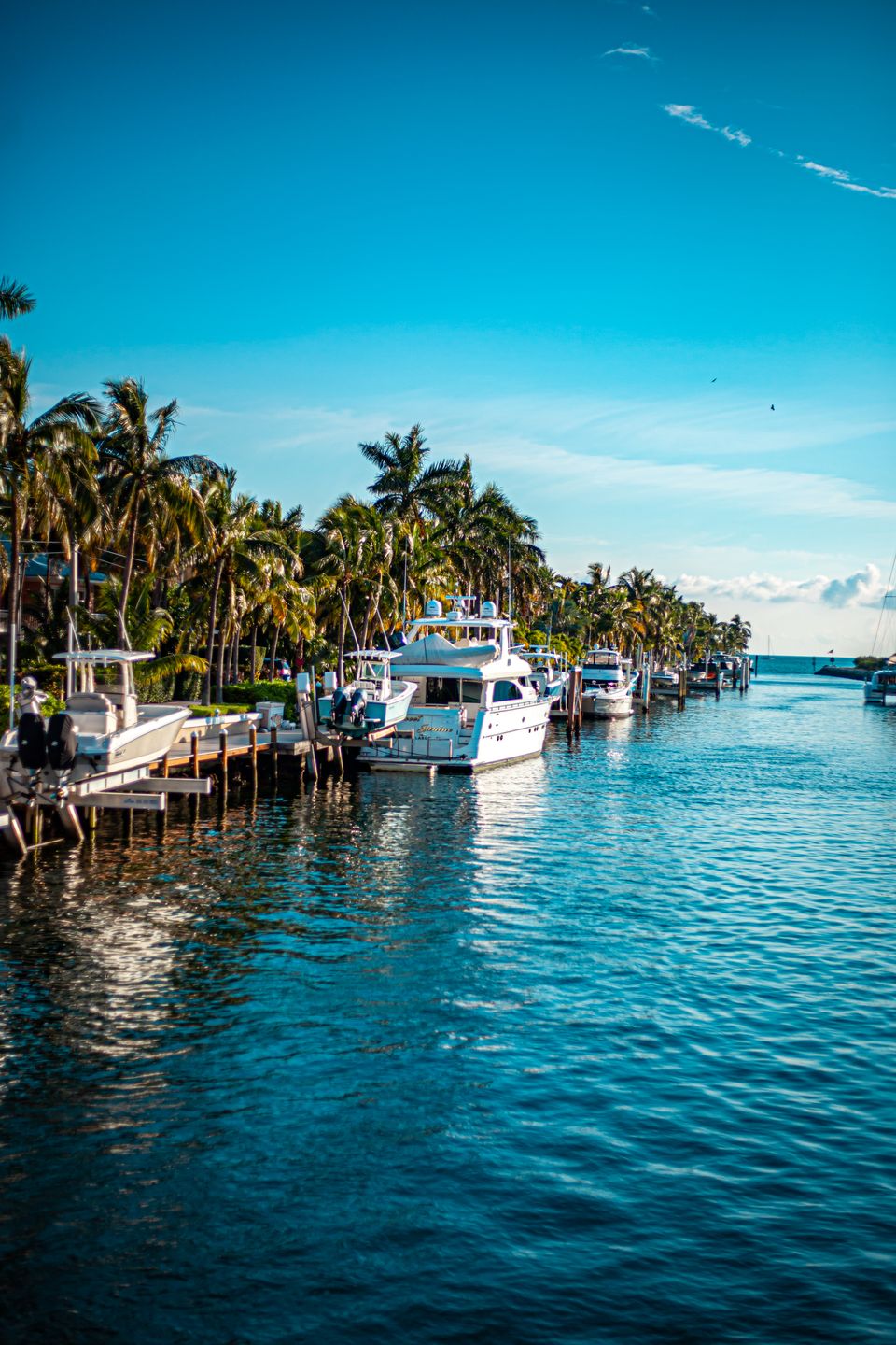 Boats moored at a palm-lined marina