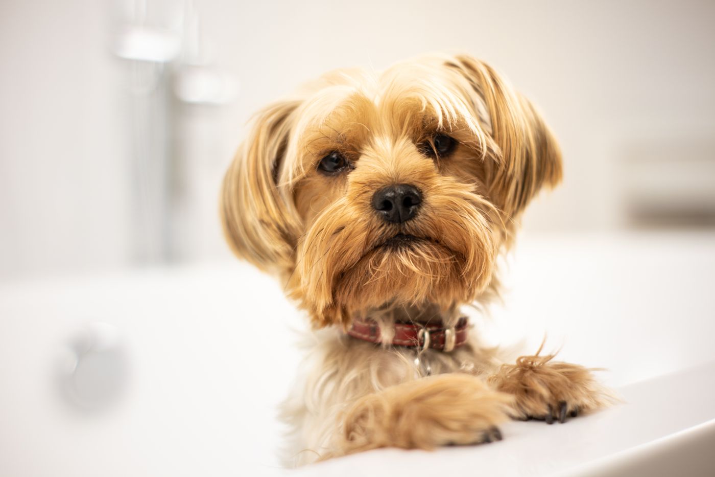 A yorkie waiting for pick-up