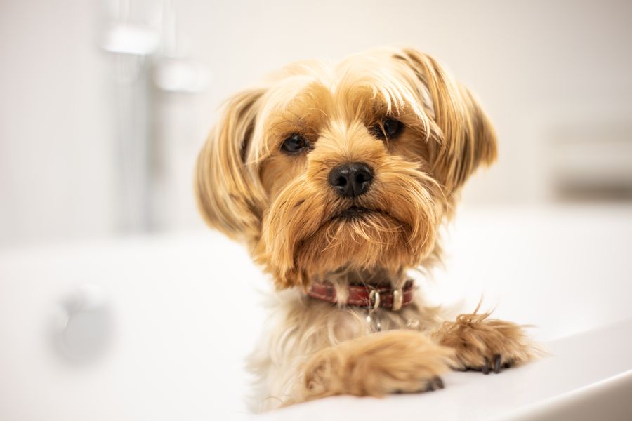 A small dog being bathed