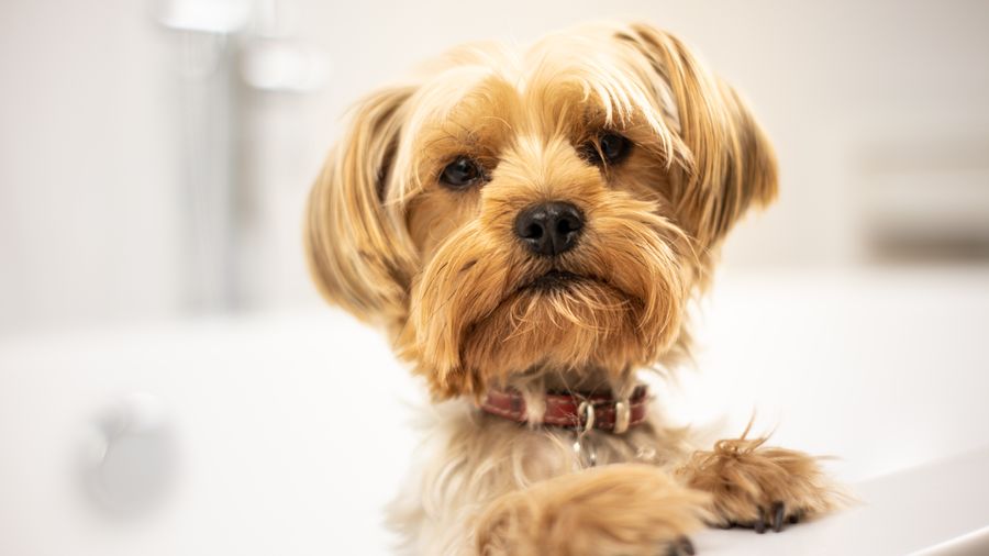 Migliori shampoo e spazzole per cani nel 2025: guida definitiva