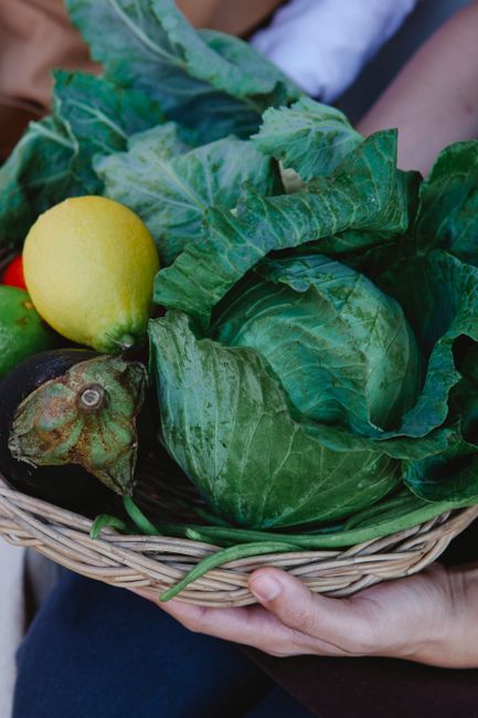 Close-up of a hand holding a basket filled with fresh organic cabbage, lemon, and eggplant.