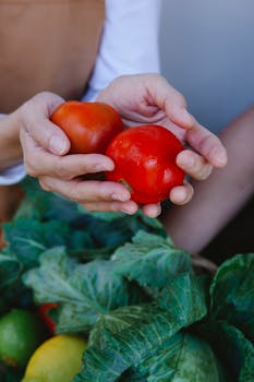 Close-up of hands holding ripe tomatoes with fresh leafy greens in a basket.