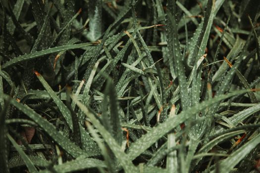 Green plant with sharp edges of pointed leaves growing in botanical garden in nature with weathered tops of exotic prickly vegetation