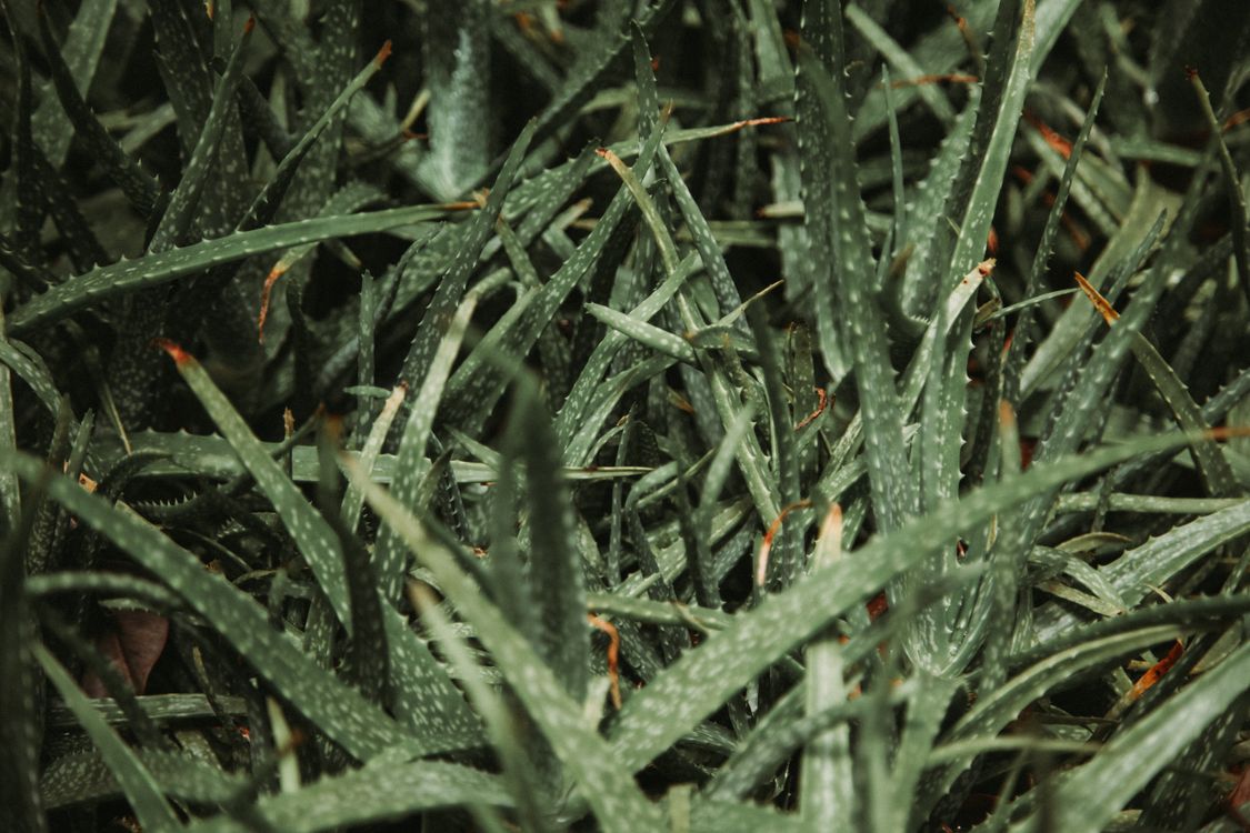Aloe vera yaprağından çıkarılan şeffaf jel © Pexels