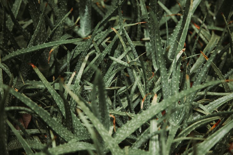 Lush Aloe Vera Growing In Bush