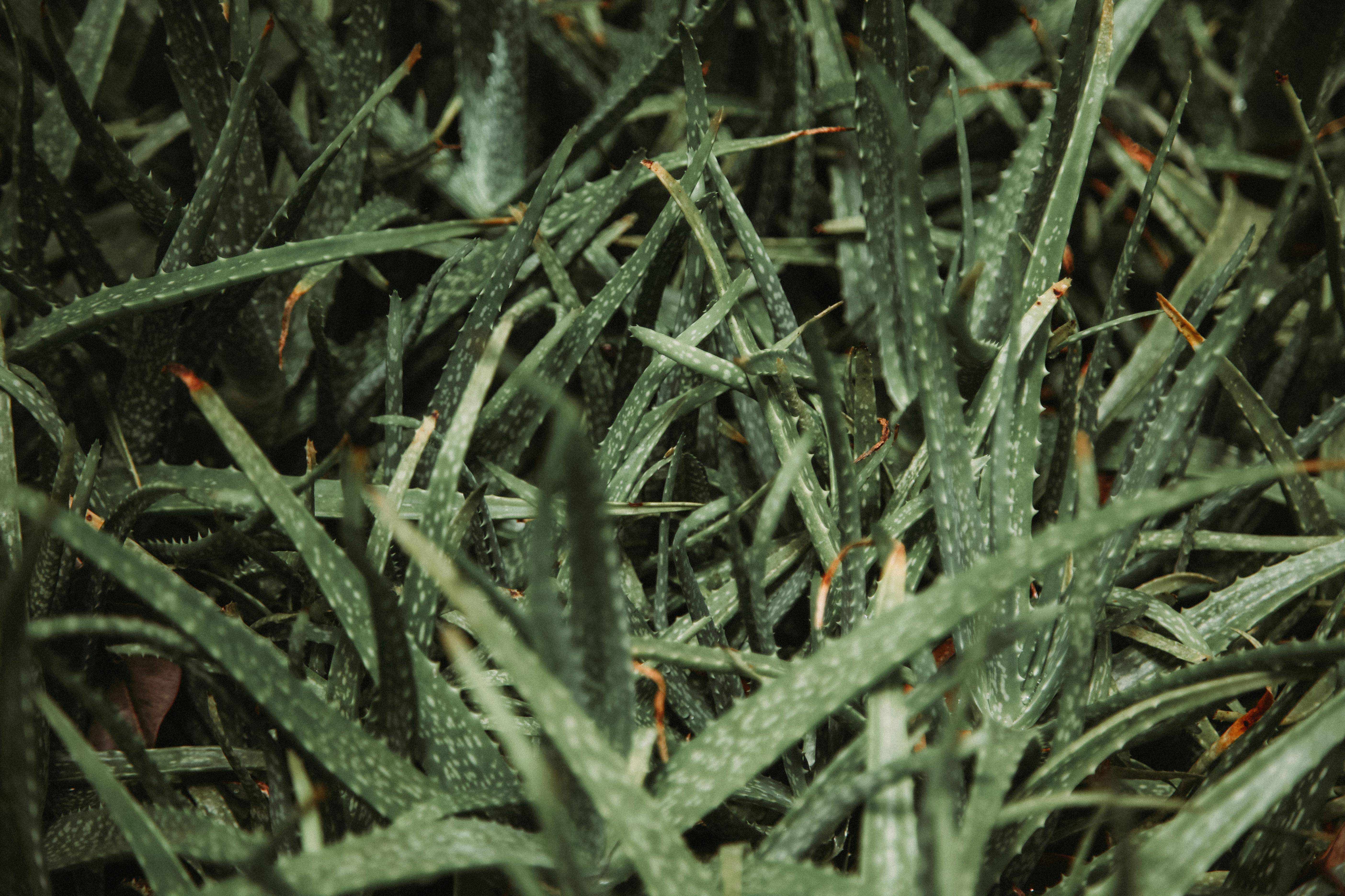 Aloe Vera Bird