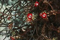 Branches of cannonball tree with flowers