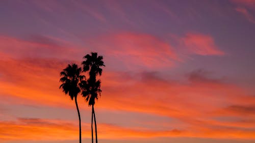 Silhouette of Palm Trees during Sunset