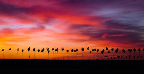 Silhouette of Palm Trees during Sunset