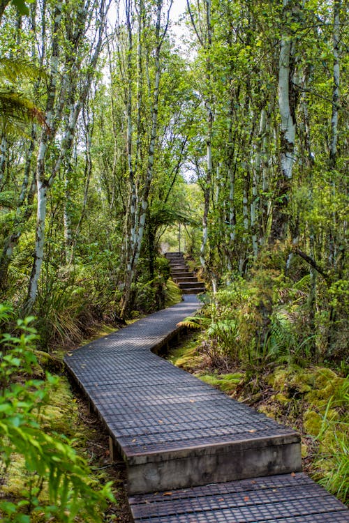 Narrow Wooden Pathway Between Green Trees
