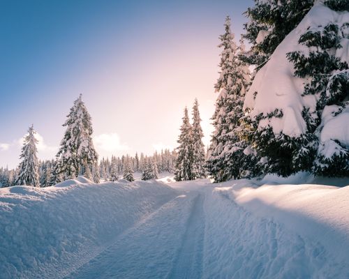 Free Tranquil snow-covered road through a pine forest under a clear winter sky at sunset. Stock Photo
