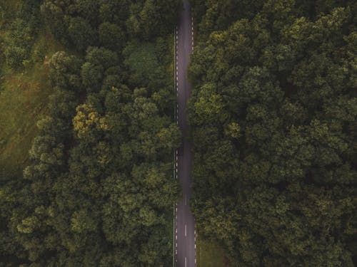 Forest around Road