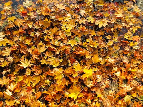 Braune Und Beige Blätter Am Boden