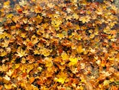 五彩缤纷的枫叶散落在地，展现出秋天充满活力的色调