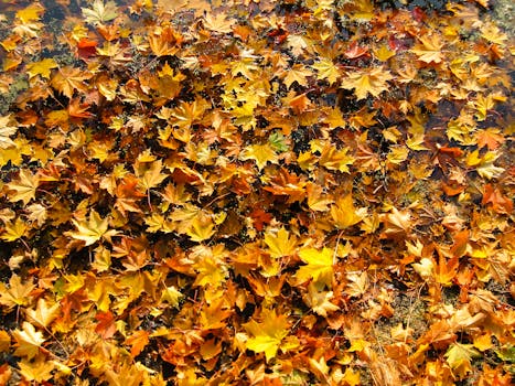 五彩缤纷的枫叶散落在地，展现出秋天充满活力的色调